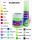 Textilfesték Fabric paint, 50 ml