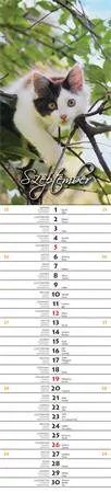 Naptár, fali, jegyzet, CSG "Szép Napot"