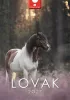 Naptár, fali, DAYLINER, "Lovak"